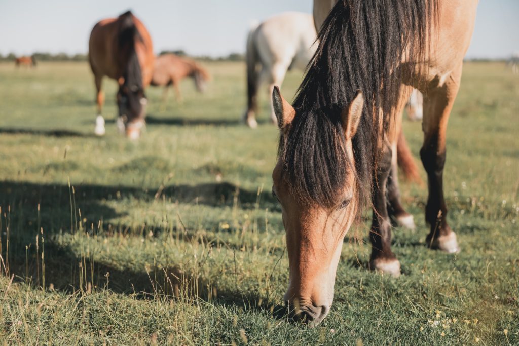 la-importancia-del-marketing-de-contenidos-en-una-empresa-rural-y-ecuestre